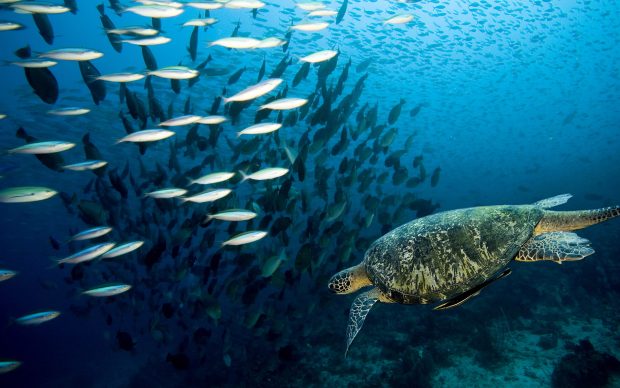 Animals Underwater Wallpapers HD water Marine life.