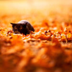 Autumn leaves drawing wallpapers.