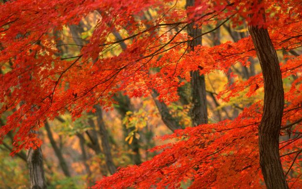 Autumn leaves wallpapers.