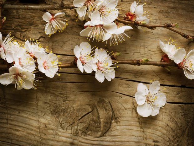 Awesome Vintage Flower HD Wallpapers.