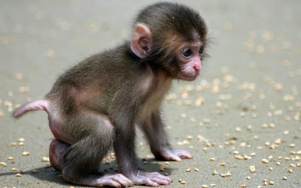 Baby Monkey HD Wallpapers.