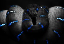 Background blue snakes awesome wallpaper.