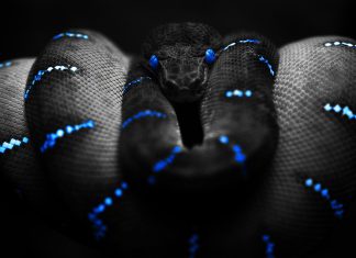 Background blue snakes awesome wallpaper.