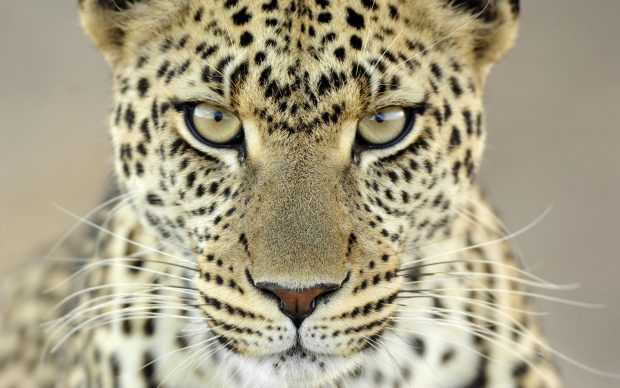 Background free download leopard wallpapers.