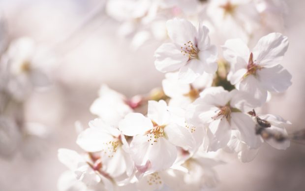 Backgrounds cherry blossom flowers macro.