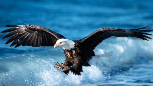 Bald Eagle High Definition Wallpaper.