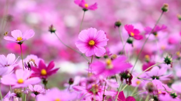 Beautiful Little Pink Flowers Wallpaper HD Desktop Free.