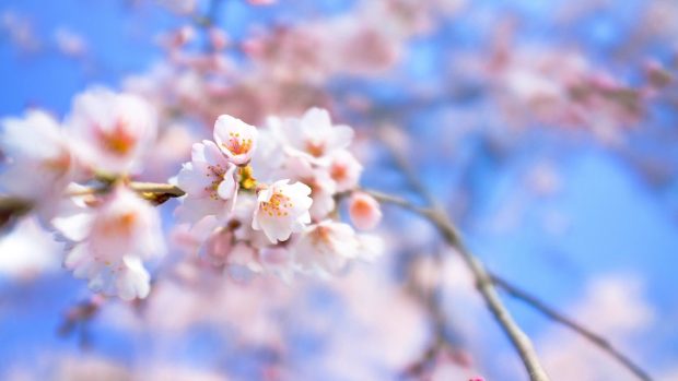 Beautiful cherry blossom desktop wallpapers.