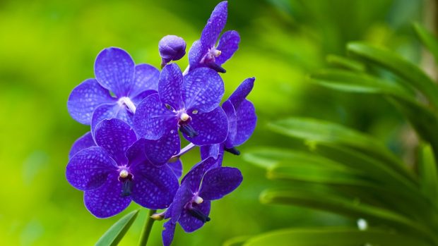 Beautiful purple flower wallpaper free.