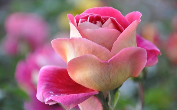 Beautiful rose flower wallpaper mobile.