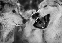 Best HD Wolf Wallpapers.