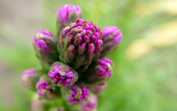 Blazing Star bud