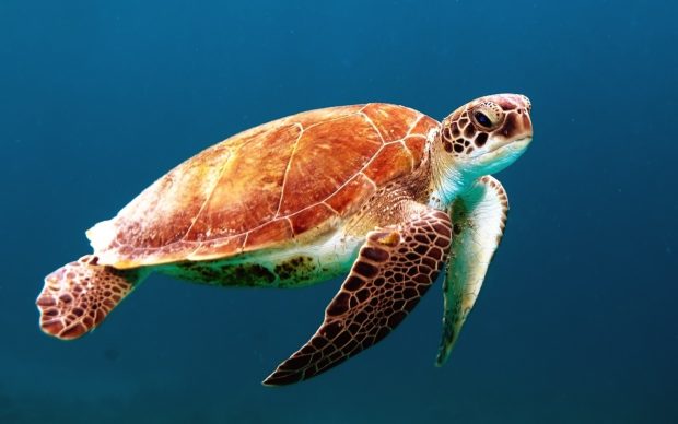 Best Sea Turtle Background Wallpaper.