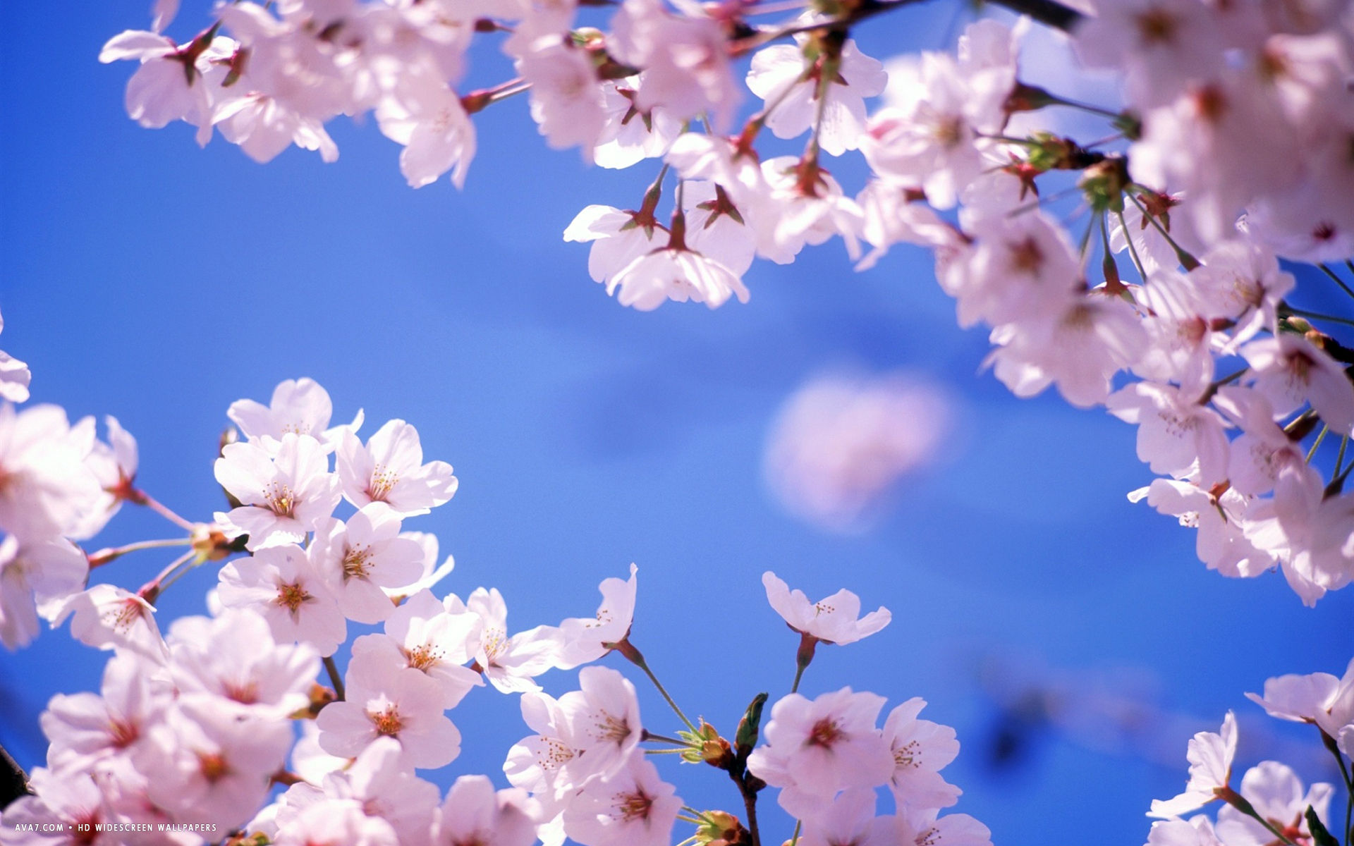 Flowers Cherry Blossom Wallpapers 