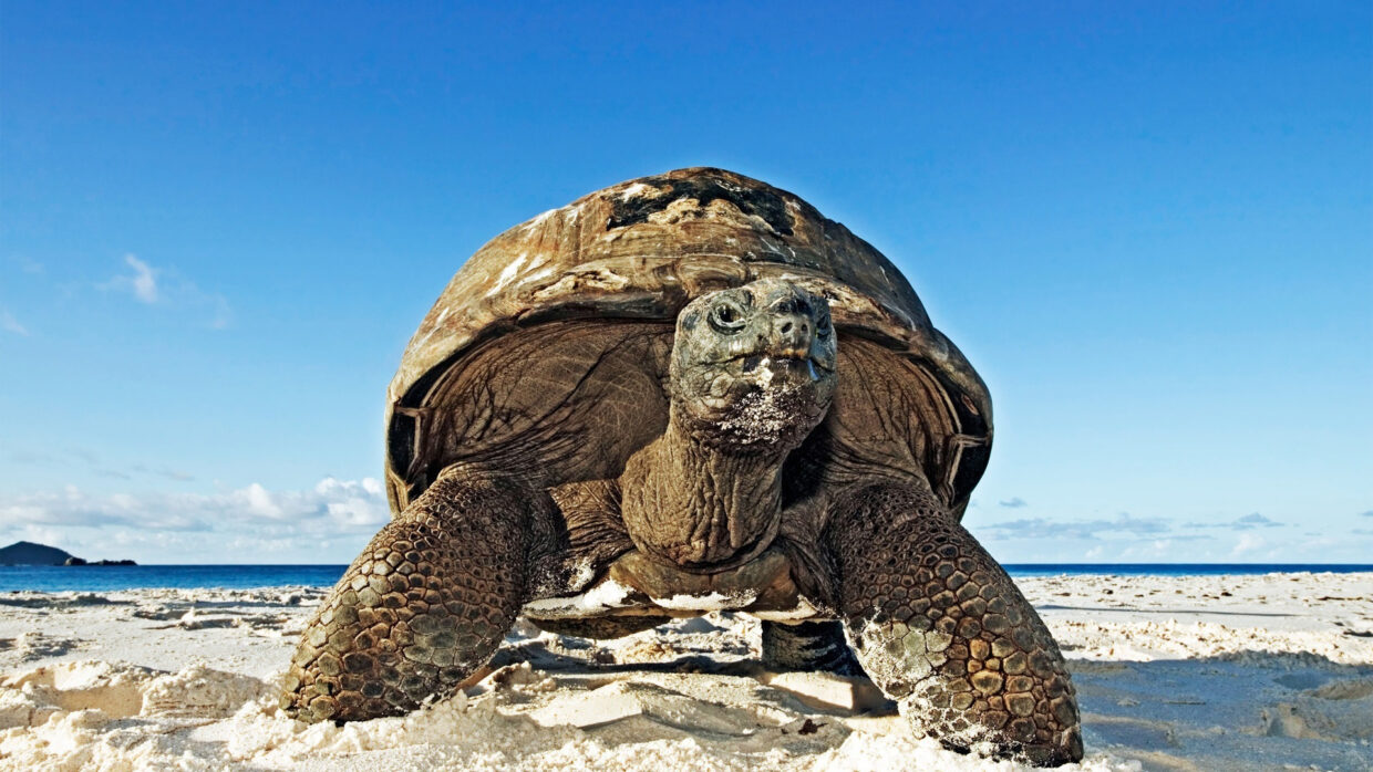 Turtle HD Backgrounds - PixelsTalk