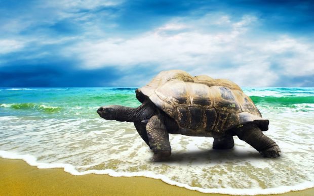 Big Turtle Walking on Beach HD Wallpapers.