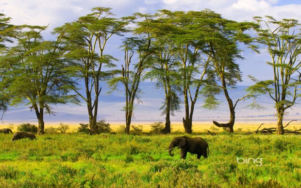 Bing Backgrounds Nature.