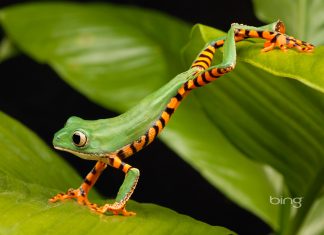 Bing Best Wallpapers HD Lemurfrog.