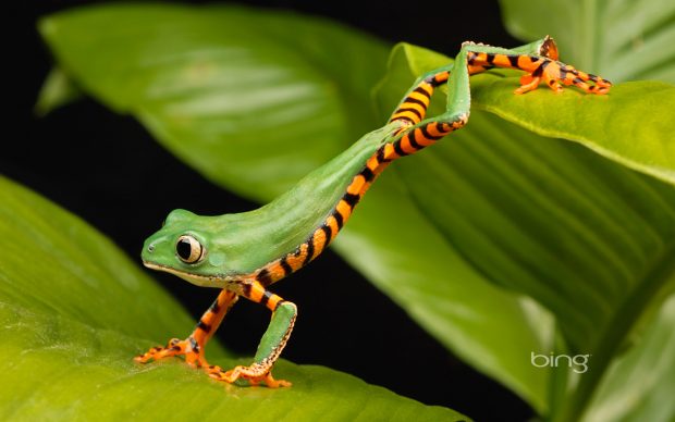 Bing Best Wallpapers HD Lemurfrog.