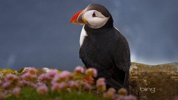 Birds best bing puffin bird desktop background images 1920x1080.