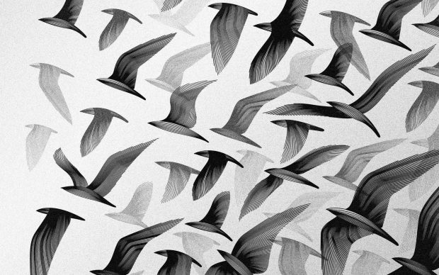 Black And White Bird Wallpaper.