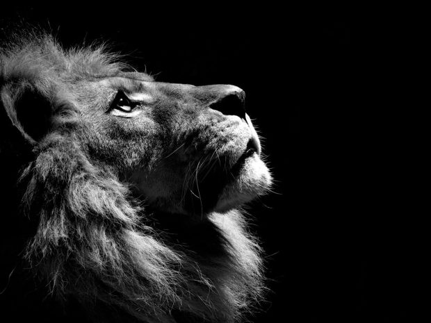 Black And White Lion Wallpaper.