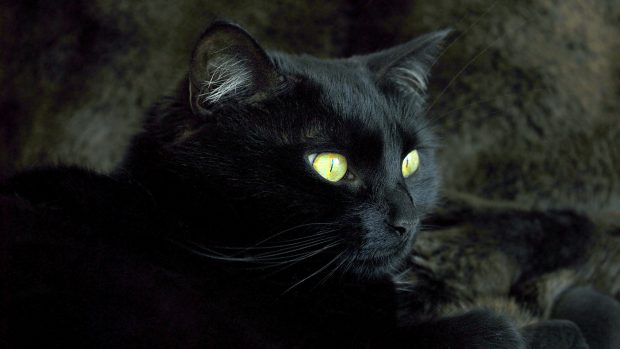 Black Cat And Gold Cat Eye Wallpaper Background.