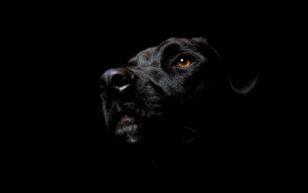 Black Dog Wallpapers.