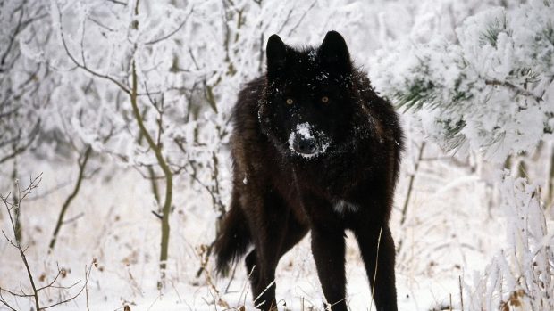 Black Wolf Wallpapers.