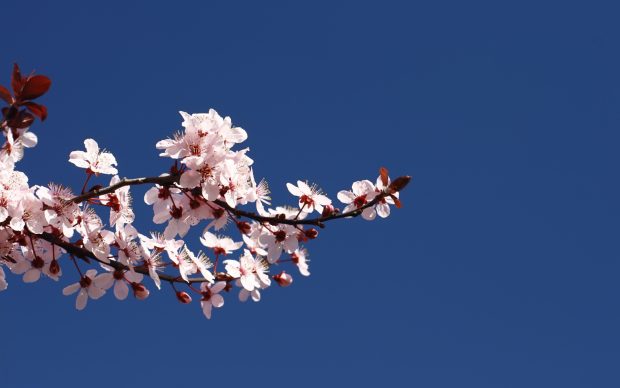 Blue cherry blossom wallpapers dowload.