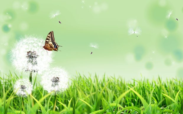 Butterfly images kids wallpaper.