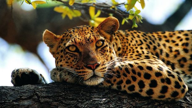 Calm Leopard Wallpapers HD.