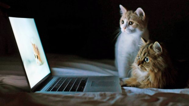 Cats look laptop funny animals cat free desktop background.