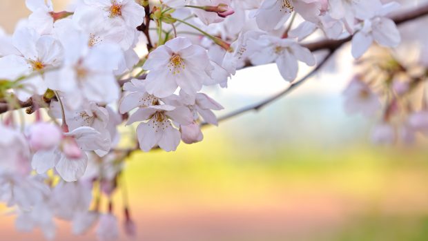 Cherry Blossom Backgrounds Images Desktop.