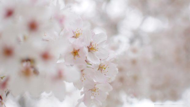 Cherry Blossom Macro Wallpapers Image white cherry blossom macro.