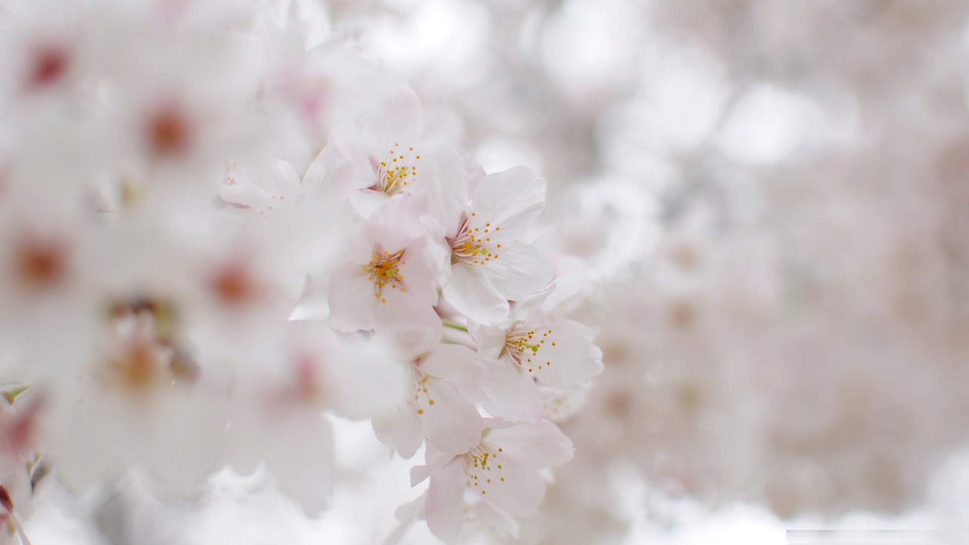 White Cherry Blossom Wallpapers - PixelsTalk.Net
