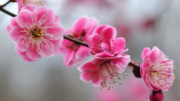 Cherry Blossom Wallpapers Images Desktop.