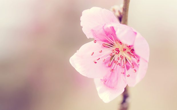 Cherry blossom free wallpapers download.