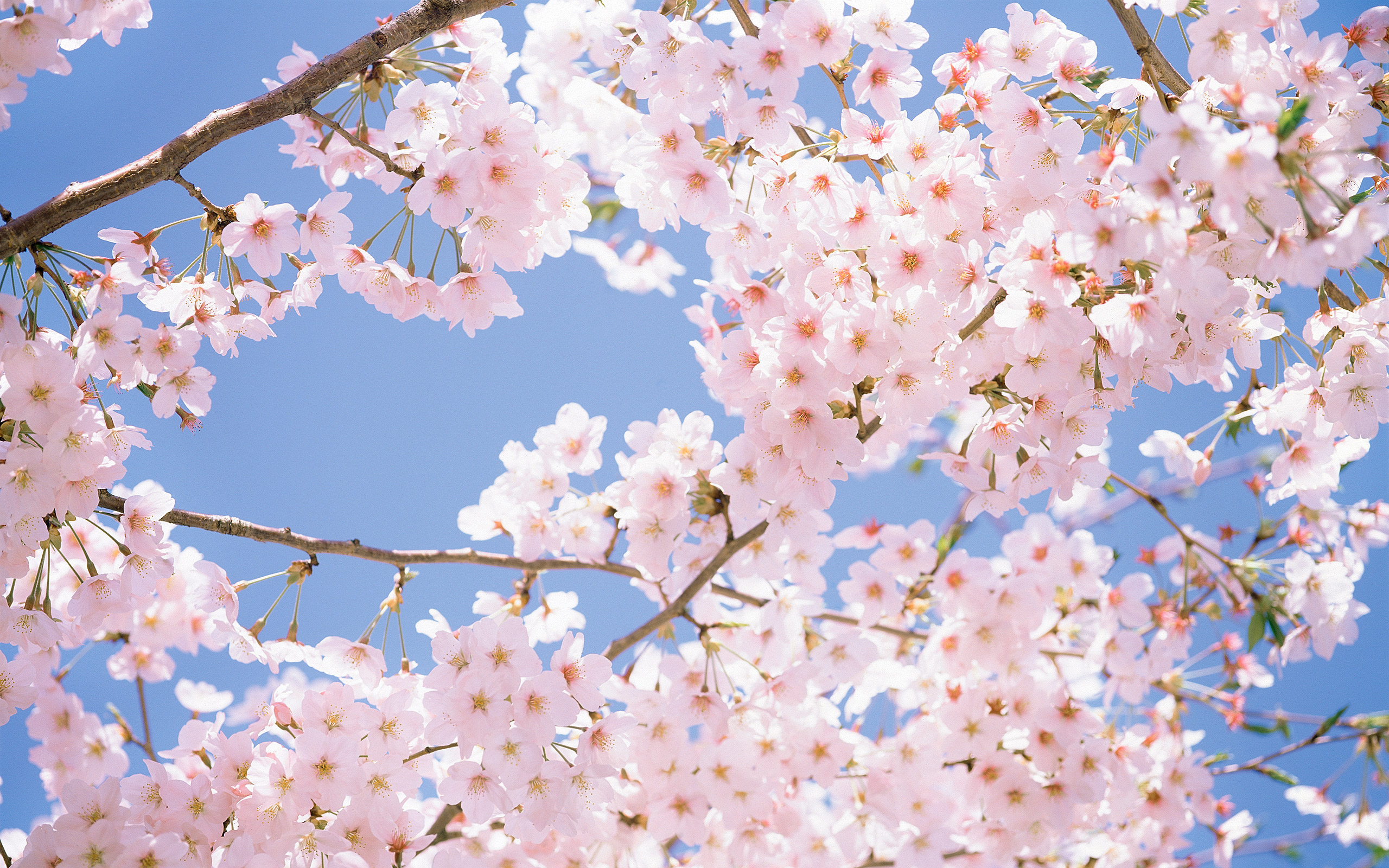 природа цветы белые деревья nature flowers white trees без смс