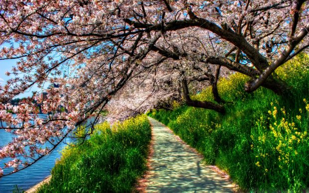 Cherry blossom tunnel wallpapers.