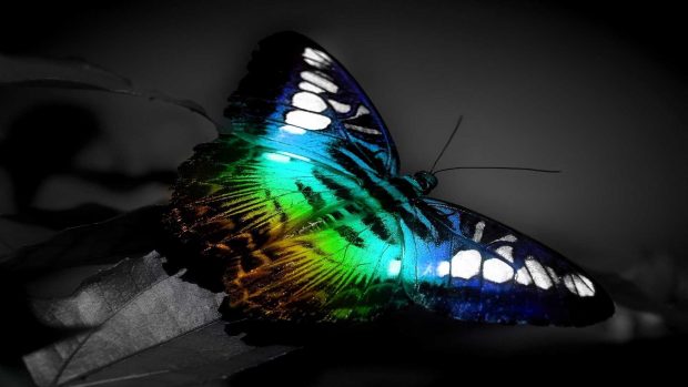 Colorful Butterfly 3D Full HD Wallpaper.