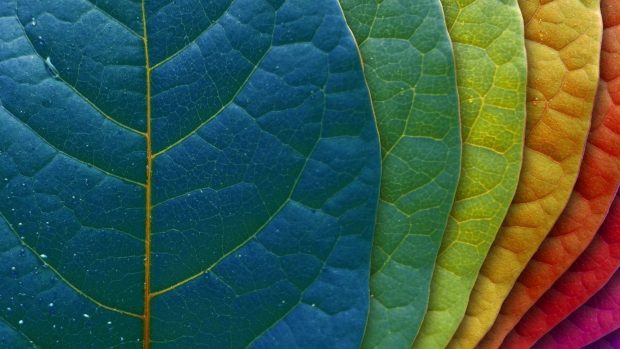Colorful leaves Wallpaper for Your iMac.