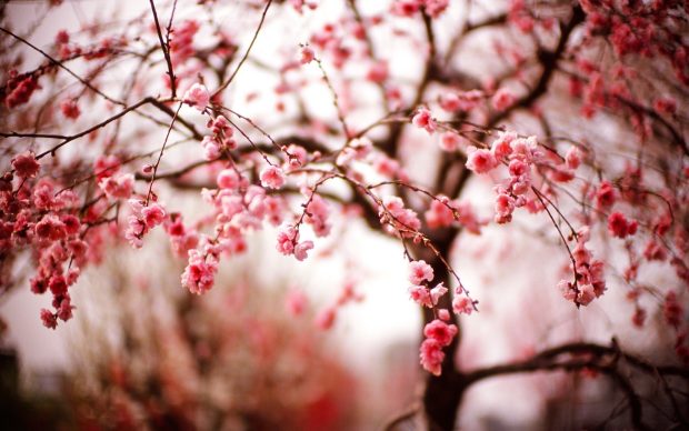 Cool cherry blossom wallpapers.