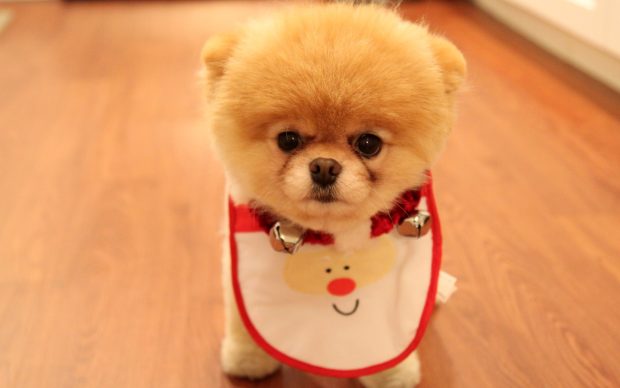 Cute dog christmas wide.