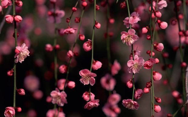 Cute pink cherry blossom high resolution wallpapers.