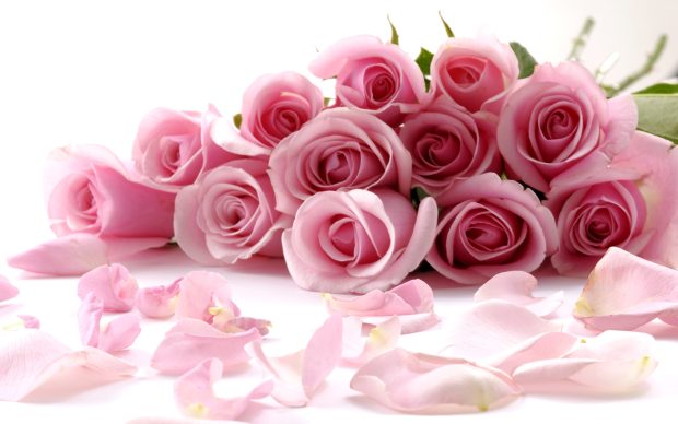 Delicate Beautiful Light Pink Roses Wallpaper.