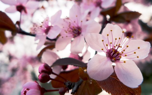 Delicate cherry blossom backgrounds.