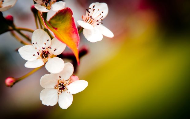 Delicate cherry blossom wide white wallpapers.