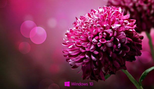 Desktop Backgrounds for windows 10 purple flower.