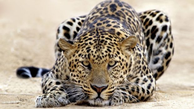 Desktop Download Leopard Wallpapers HD.